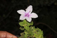 Barleria tomentosa